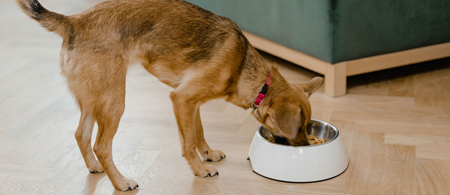 Alimentation du vieux chien : quelle nourriture choisir ?